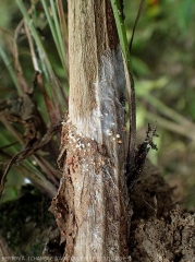 La partie basse de ce pied de piment est couverte partiellement du mycélium de (<i><b>Sclerotium rolfsii</i></b>) ; des sclérotes se forment localement : d'abord blanc ils brunissent progressivement.