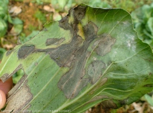 Sur cette feuille de chou pommé les larges lésions sont humides et de couleur brun sombre, elles commencent à se dessécher localement. Noter les discrets micro-sclérotes parsemant les tissus altérés. <i><b>Rhizoctonia solani</b></i>  (Rhizoctone foliaire - web-blight)