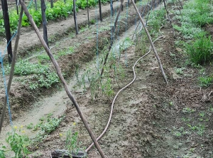 Plusieurs pieds de tomate contigus ont présenté une croissance réduite, une végétation peu vigoureuse et ont flétri brusquement.  <b><i>Ralstonia solanacearum</i></b> (flétrissement bactérien, bacterial wilt).