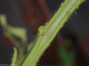 En plus des vaisseaux, la moelle est aussi affectée parfois : elle devient humide et brunit localement.  <b><i>Ralstonia solanacearum</i></b> (flétrissement bactérien, bacterial wilt)