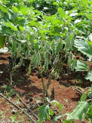 Pied d'aubergine entièrement flétri. <b><i>Ralstonia solanacearum</i></b> (flétrissement bactérien, bacterial wilt).