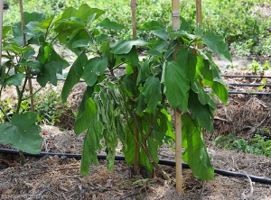 Brusque flétrissement des feuilles d'un rameau de ce pied d'aubergine. <b><i>Ralstonia solanacearum</i></b> (flétrissement bactérien, bacterial wilt).