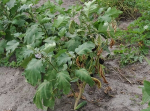 Le flétrissement d'une rameau de ce pied d'aubergine est irréversible, de nombreuses feuilles sont desséchées. <b><i>Ralstonia solanacearum</i></b> (flétrissement bactérien, bacterial wilt).