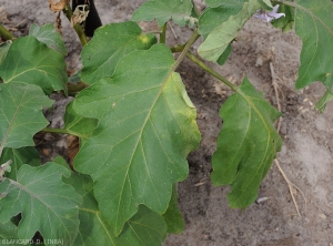 Flétrissement et jaunissement d'un secteur du limbe de cette feuille d'aubergine. <b><i>Ralstonia solanacearum</i></b> (flétrissement bactérien, bacterial wilt).