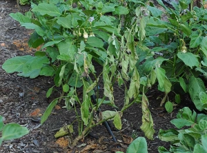 Le flétrissement de ce pied d'aubergine est irréversible, de nombreuses feuilles flétries ont jauni et commencent à se dessécher. <b><i>Ralstonia solanacearum</i></b> (flétrissement bactérien, bacterial wilt).