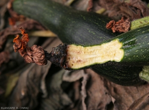 Les tissus internes de cette courgette ont pris une teinte brunâtre, des cavités se sont aussi formées. <b><i>Pectobacterium carotovorum</i> subsp. <i>carotovorum </i></b> (pourriture bactérienne)