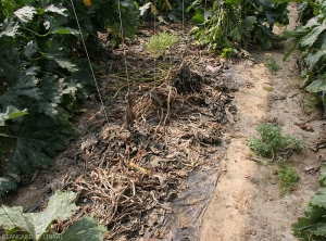 <b><i>Pectobacterium carotovorum</i> subsp. <i>carotovorum </i></b>, en fin d'évolution sur courgette, peut entraîner la mort des plantes. C'est le cas sur ces plantes contiguës entièrement desséchées.  (pourriture bactérienne)