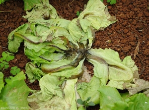 Salade totalement effondrée :  plusieurs feuilles sont flétries voire desséchées, et leur nervure principale a noirci. <b><i>Pectobacterium carotovorum</i> subsp. <i>carotovorum</i></b> (pourriture bactérienne)