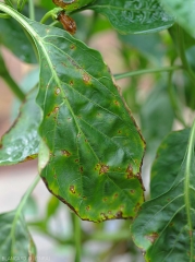 Nombreuses lésions dues à <b><i>Xanthomonas</i> sp.</b> sur feuille de piment. Noter leurs répartitions sur le limbe : entre et sur les nervures et à sa périphérie. (gale bactérienne, bacterial spot) 