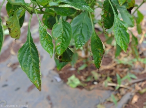 Ces feuilles de piment montrent de nombreuses taches brunes situées sur le limbe ou concentrées à la périphérie de ce dernier. <b><i>Xanthomonas</i> sp.</b> (gale bactérienne, bacterial spot) 