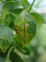 Lésions occasionnées par <b><i>Xanthomonas</i> sp.</b> sur feuille de piment. Celles-ci, atypiques, se sont étendues rapidement sur le limbe aux tissus succulents du fait de la présence d'eau. Les tissus foliaires lésés, humides, brun sombre à noirs, sont décomposés à certains endroits et peuvent tomber. (gale bactérienne, bacterial spot) 