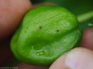  Taches en début d'évolution sur fruit vert de poivron. <b><i>Xanthomonas</i> sp.</b> (gale bactérienne, bacterial spot)