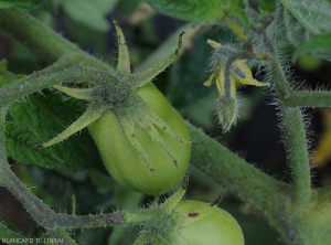 Quelques petites taches brunes à noir  parsèment les sépales de ces deux fruits verts de tomate. <b><i>Xanthomonas campestris</i> pv. <i>vesicatoria</i></b> (gale bactérienne, bacterial spot)