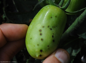 Détail de petites lésions chancreuses brunes sur fruit vert. <b><i>Xanthomonas</i> sp.</b> (gale bactérienne, bacterial spot)