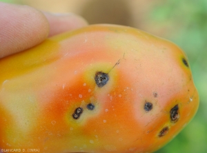 Aspect de taches de <b><i>Xanthomonas</i> sp.</b> sur fruit au stade tournant. (gale bactérienne, bacterial spot)