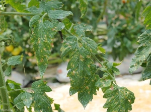 De nombreuses petites lésions beiges à  brunes parsèment les folioles de cette feuille de tomate observée sous abri. Notez la présence d'un halo jaune ceinturant les lésions. <i><b>Stemphylium solani</b></i> (stemphyliose)