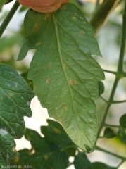 Les taches sous les folioles de tomate sont de petites dimensions, brunâtres et ternes, et moins marquées (sous abri). <i><b>Stemphylium solani</b> </i>(stemphyliose)