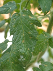 Les taches sur les folioles de tomate sont de petites dimensions, brunâtres et ternes, et le centre s'éclaircit progressivement pour prendre une teinte beige à terme (sous abri). <i><b>Stemphylium solani</b> </i>(stemphyliose)