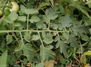 De nombreuses petites lésions beiges à  brunes parsèment les folioles de cette feuille de tomate observée en plein champ. <i><b>Stemphylium solani</b></i> (stemphyliose)