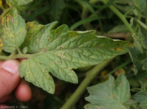 Petites lésions brunâtres et ternes sur folioles de tomate. <i><b>Stemphylium solani</b> </i>(stemphyliose)