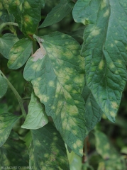 Détail sur la face supérieure du limbe des taches plus ou moins  chlorotiques provoquées par <i><b>Passalora fulva</b></i>. (<i>Mycovellosiella fulva</i> ou <i>Fulvia fulva</i>) (cladosporiose, leaf mold)