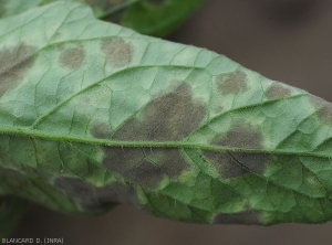 Détail de la moisissure brun olivâtre qui s'est développée progressivement à la surface du limbe sous cette foliole de tomate. <i><b>Passalora fulva</b></i> (<i>Mycovellosiella fulva</i> ou <i>Fulvia fulva</i>) (cladosporiose, leaf mold).