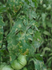 Des taches diffuses vert pâle à jaunes couvrent le limbe de plusieurs folioles de tomate. <i><b>Passalora fulva</b></i> (<i>Mycovellosiella fulva</i> ou <i>Fulvia fulva</i>) (cladosporiose, leaf mold)