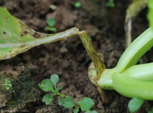 Plusieurs lésions nécrotiques et longitudinales se sont formées à la base de ce pétiole de chou chinois. Elles sont plutôt humides dans un premier temps et brunissent rapidement. <i>Rhizoctonia solani</i>  (Rhizoctone foliaire - web-blight)