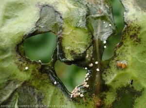Des macro-sclérotes arrondis de  <i>Rhizoctonia solani</i> sont bien visibles sur ces tissus foliaires pourris de chou. (Rhizoctone foliaire - web-blight)