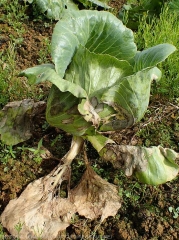 Les premières feuilles de ce chou pommé sont entièrement altérées et desséchées. Les feuilles au dessus montrent des lésions internervaires étendues, nécrotiques et brunâtres. <i>Rhizoctonia solani</i>  (Rhizoctone foliaire - web-blight)