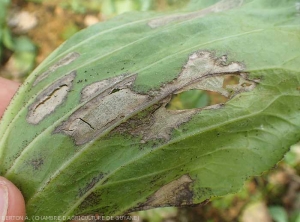 Larges lésions brunâtres sur feuilles de  chou pommé. A certains endroits les tissus altérés se fendent, certains secteurs du limbe vont bientôt se décomposer et disparaître. <i>Rhizoctonia solani</i>  (Rhizoctone foliaire - web-blight)