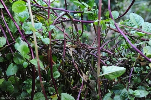 De nombreuses feuilles pourries ont disparu sur ce pied de baselle. <i>Rhizoctonia solani</i>  (Rhizoctone foliaire - web-blight)