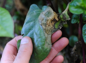 Large lésion verdâtre située à la périphérie d'une feuille de baselle.  <i>Rhizoctonia solani</i>  (Rhizoctone foliaire - web-blight)
