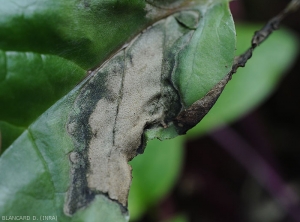 Détail d'une lésion sur feuille de baselle. Les tissus altérés nécrosés présentent une coloration grisâtre, ils sont plus humides et noirs en périphérie. <i>Rhizoctonia solani</i>  (Rhizoctone foliaire - web-blight)