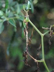 Plusieurs feuilles de piment ont pourri, se sont nécrosées et desséchées par la suite.  <i>Rhizoctonia solani</i>  (Rhizoctone foliaire - web-blight)