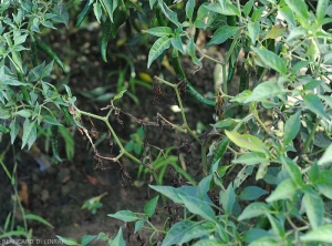 De nombreuses feuilles de ce pied de piment sont altérées, desséchées, et vont finir par tomber. <i>Rhizoctonia solani</i>  (Rhizoctone foliaire - web-blight)