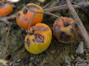 Tous ces fruits montrent de larges taches dans leur zone pédonculaire. Ces dernière sont occasionné par un  <i>Colletotrichum</i> sp. qui à pénétré les fruits via les éclatements survenus dans cette partie des fruits. (anthracnose)