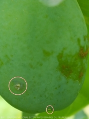 Petite tordeuse des fruits (<i>Cydia lobarzewskii<\i>)