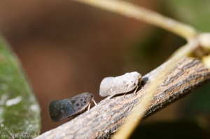 Cicadelle pruineuse <i>Metcalfa Pruinosa<i>