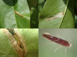 phyllonorycter-pecher