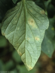 A la face inférieure du limbe de cette feuille de tomate, les taches sont plutôt jaunâtres et présentant parfois un piqueté marron clair leur conférant un aspect terne. <b><i>Leveillula taurica</i></b> (oïdium interne, powdery mildew)