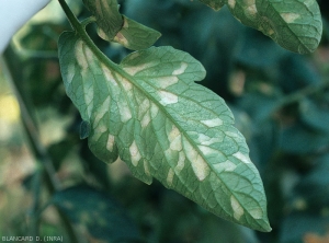 De nombreuses chlorotiques et délimitées par les nervures couvent la face inférieure de cette foliole de tomate. <b><i>Leveillula taurica</i></b>  a discrètement sporulé par endroits. (oïdium interne, powdery mildew)