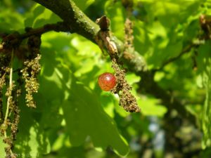 Neuroterus-quercus-baccarum