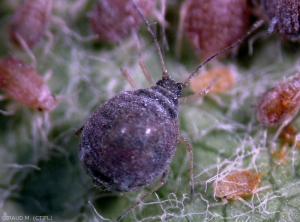 <i>Dysaphis plantaginea</i>, puceron cendré (photo M. Giraud, CTIFL)