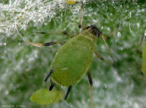 Puceron vert, <i>Aphis pomi</i> (photo M. Giraud, CTIFL)