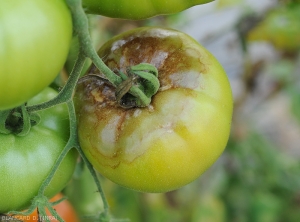Sur ce fruit vert de tomate, le mildiou s'est installé récemment ; il est seulement marbré et festonné de motifs brunâtres. <i><b>Phytophthora infestans</b></i> (late blight)