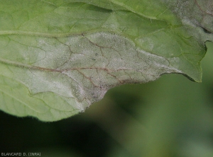 Détail de la sporulation de <i><b>Phytophthora infestans</b></i> à la face inférieure d'une foliole de tomate. (mildiou, late blight)