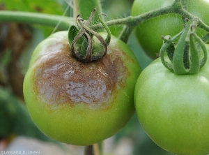 Large lésion brune mal délimitée sur fruit vert.  Celui-ci est marbré et irrégulièrement bosselé en surface. <i><b>Phytophthora infestans</b></i> (mildiou, late blight)