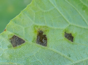Humides dans un premiers temps, les taches de mildiou visibles sous le limbe noircissent rapidement, et se nécrosent par la suite. <i>Pseudoperonospora cubensis</i> (mildiou)