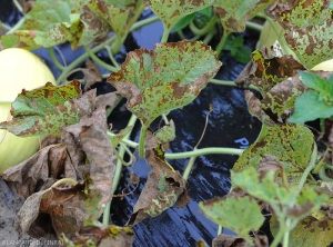 Très forte attaque de mildiou sur plante de melon. De taches nécrotiques altèrent plus ou moins de nombreuses feuilles. Certaines sont entièrement desséchées. (<i>Pseudoperonospora cubensis</i>) (mildiou)